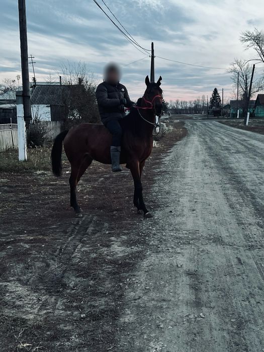 продам скаковую лошадь