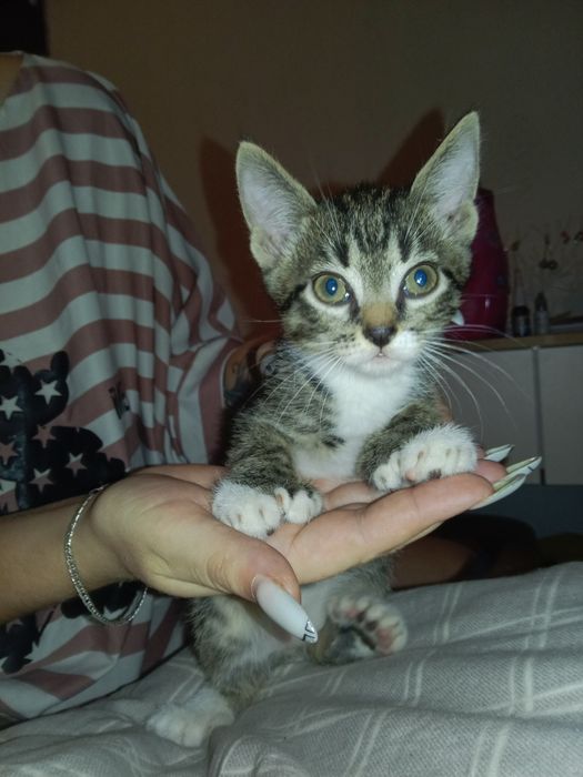 Отдам котят в хорошие руки