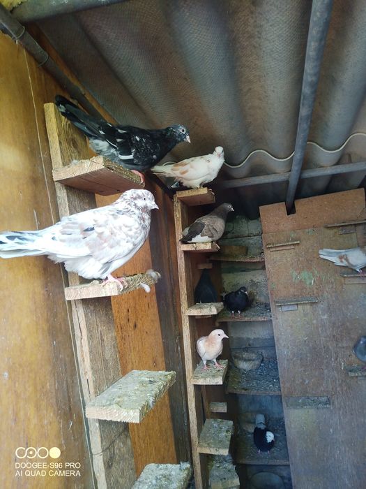 Porumbei de ornament