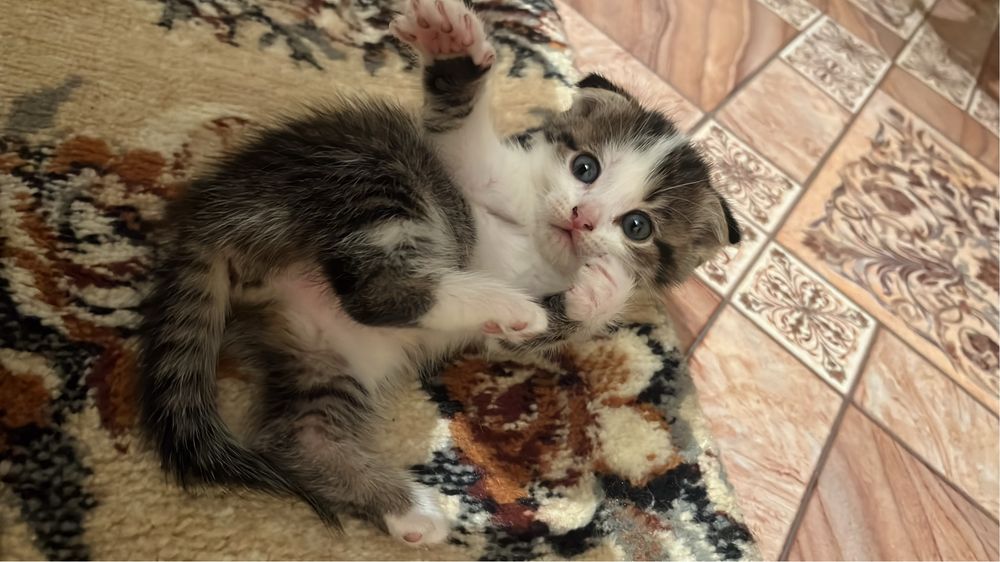 Отдам даром кошку с котенком