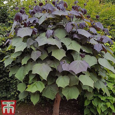 Catalpa Purpea .