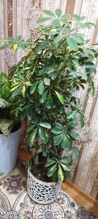 Сотилади гул чиройли