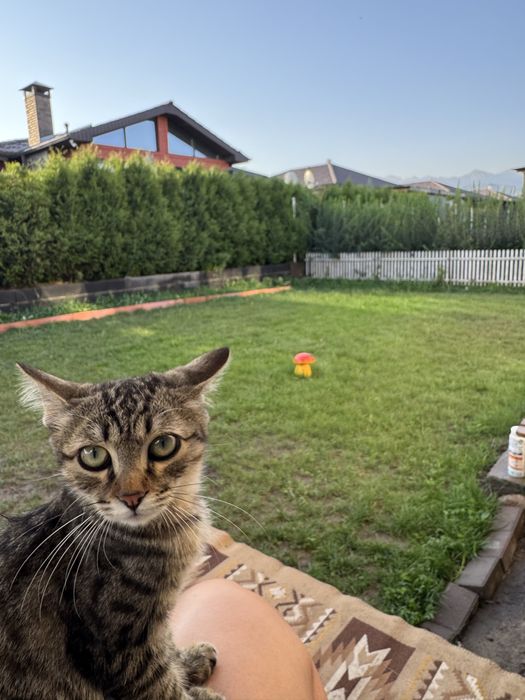 Котик, в добрые руки, 7-8 месяцев