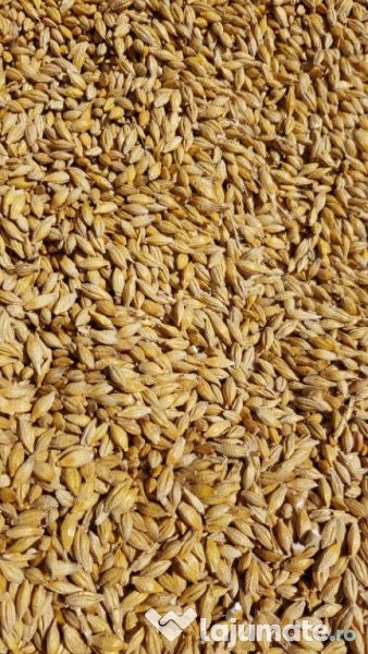 De vanzare porumb 800 to 1,2 kg