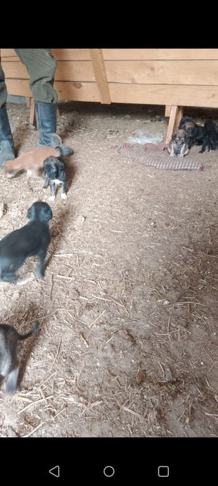 Құмай тазы кумай тазы күшіктері щенки