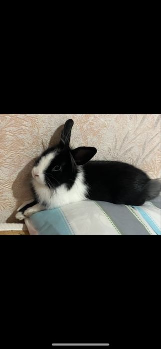 Отдам кролика самца в хорошие руки