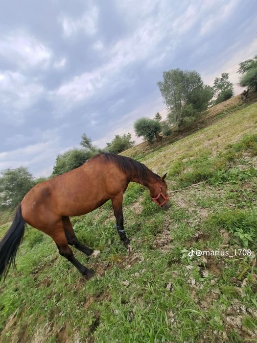 Vand iapa și mânz iapa are 4 ani și mânzul 11 luni și trebui sa fete