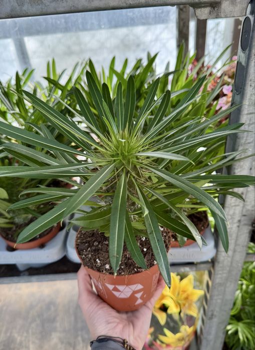 Пахиподиум/ Мадагаскарска палма