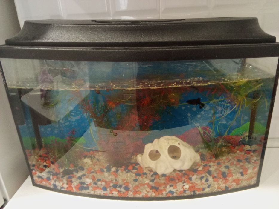 Продам аквариум с рыбками