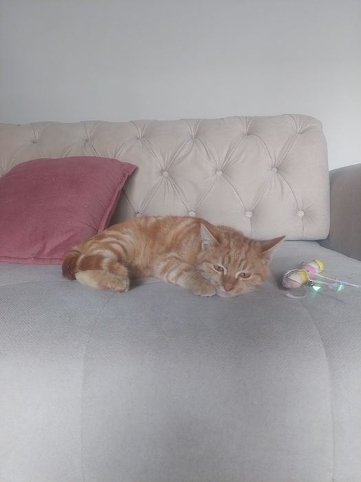 Котенок рыжий мальчик