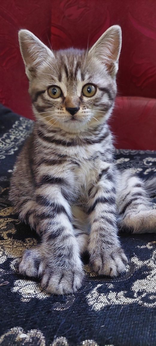 Котята британцы.г. Шымкент