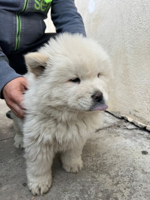 Pui de Chow Chow disponibil – un mic leușor pufos!