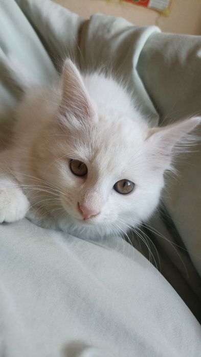 Мушук сотилади  Продам кошку в хорошие руки