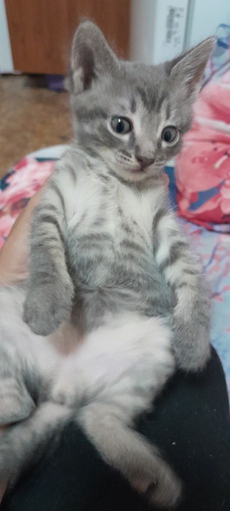 2 котёнка очень пушистые