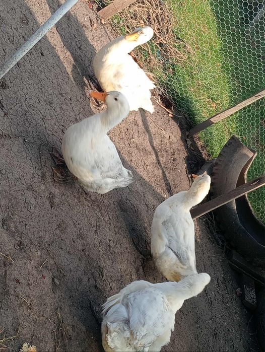 Vând rațe rasa pekin