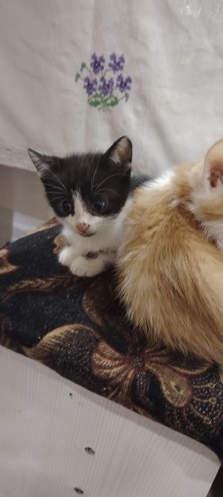 Отдам даром котят