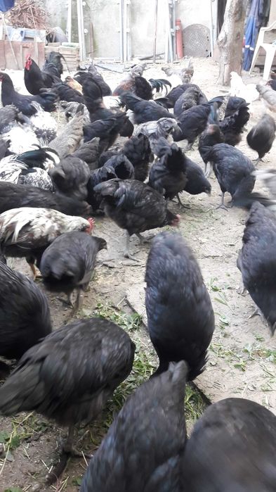 Pui si gaini Australorp