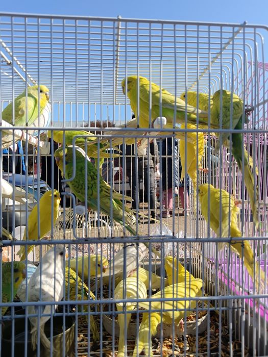 Papagali Peruși  angro