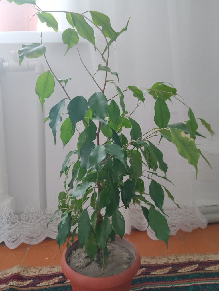 Продам     фикус