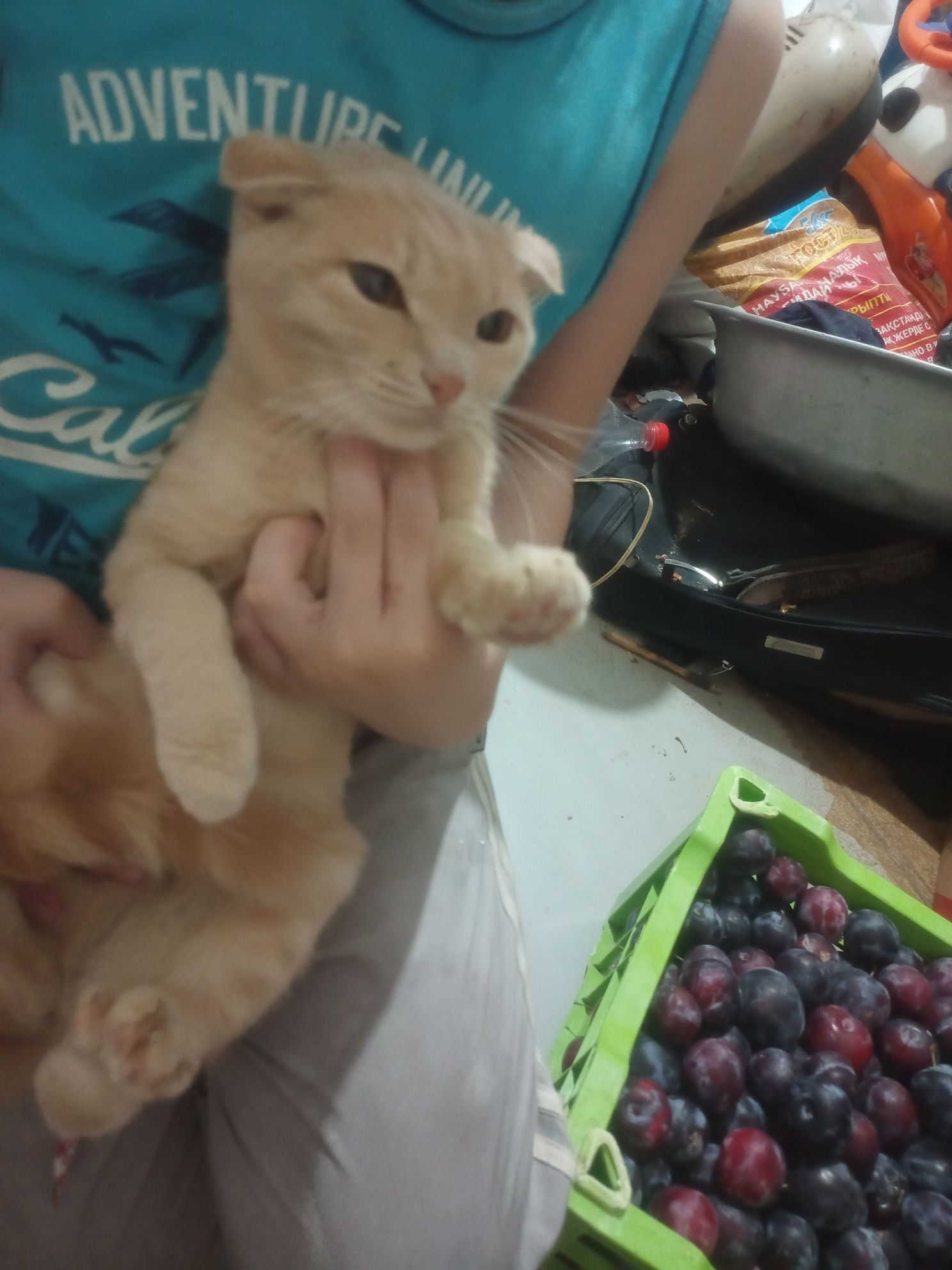 Отдам даром кошку.