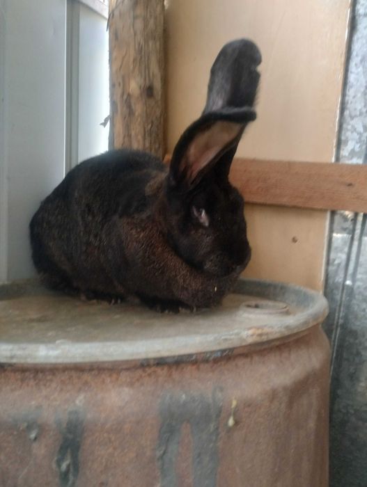 Femelă Uriaș German