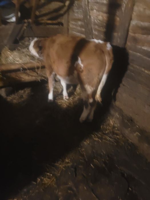 Vand viteaua baltata romaneasca