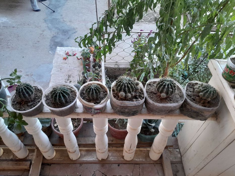 Gullar sotiladi urganchda