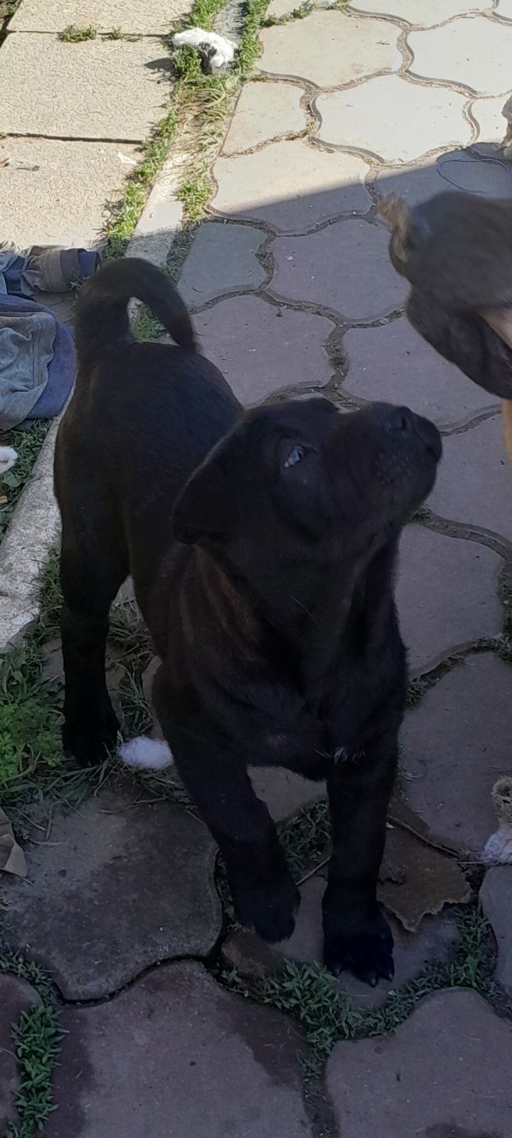 Vand pui shar pei