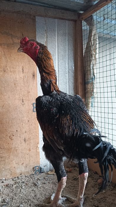 Хуроз сотилади..