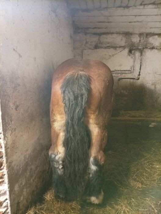 De vânzare iapă cu mînz