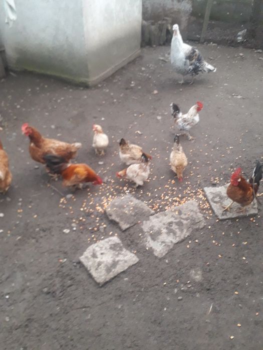 Vand cocosi si găini pitici.