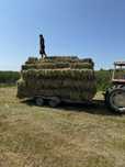 Baloti lucerna c2 min 500 400 cu transport inclus 21 lei bucata. 

Bal
