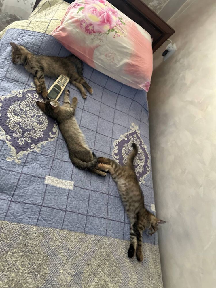 Котята отдам в хоршие руки