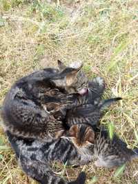 4 котята предоставляется бесплатно вместе с мамой.