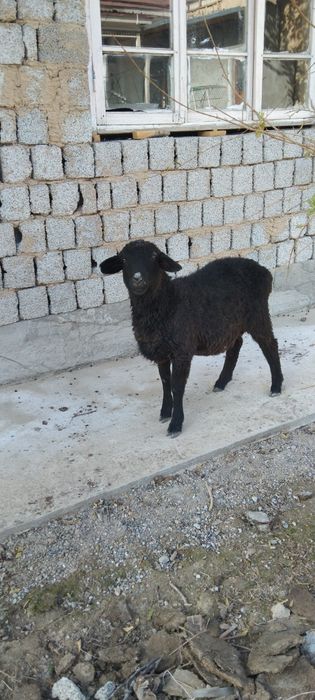 Qozila sotiladi srocha eb ichishi zor