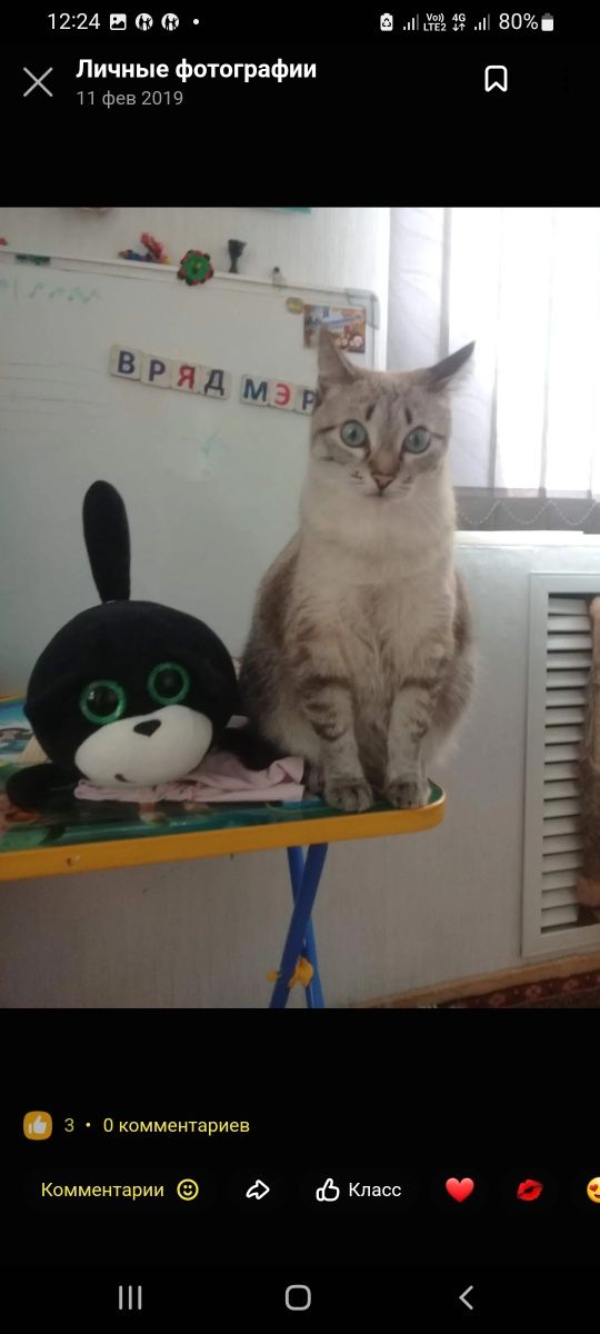 Отдам очень красивую и умную кошку.