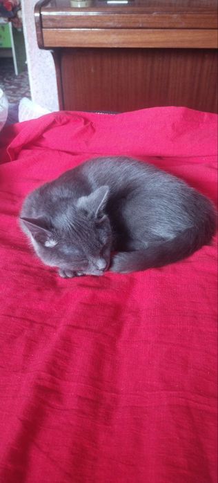 Skotsh strayd qiz mushukcha sotiladi aqilli uyinqaroq