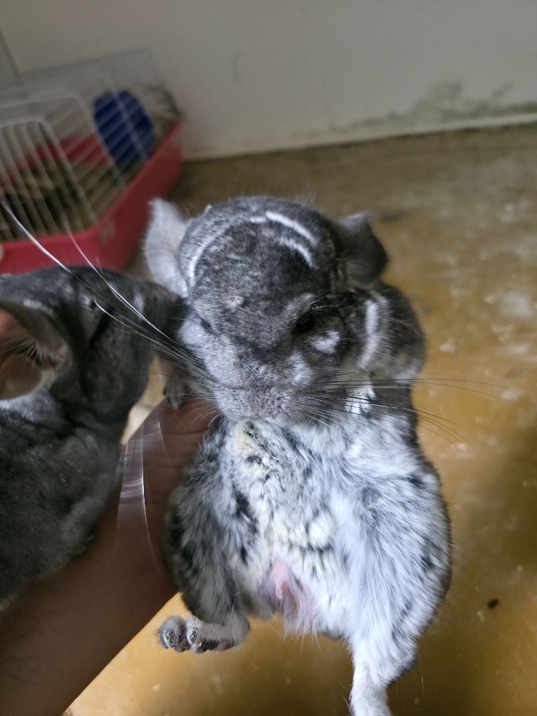 Vand chinchilla, 2 masculi, 3 femele