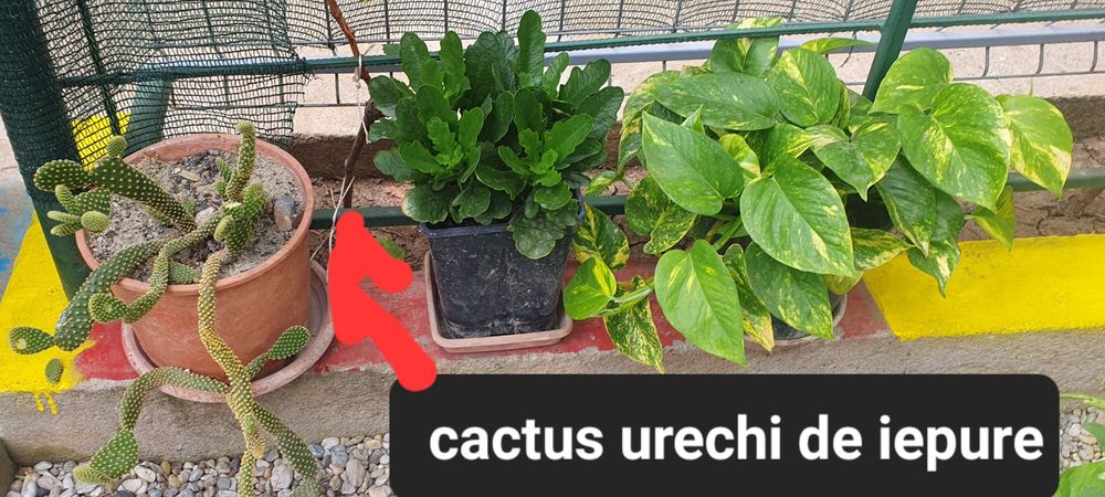 Planta Syngonium si altele
