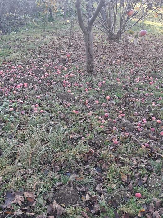 Mere nestropite  pentru consum, suc natural sau țuică