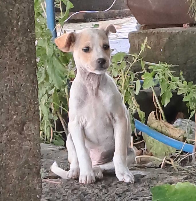 Подарявам кученца