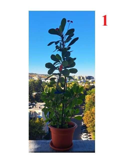 Plante de apartament – frumoase și sănătoase