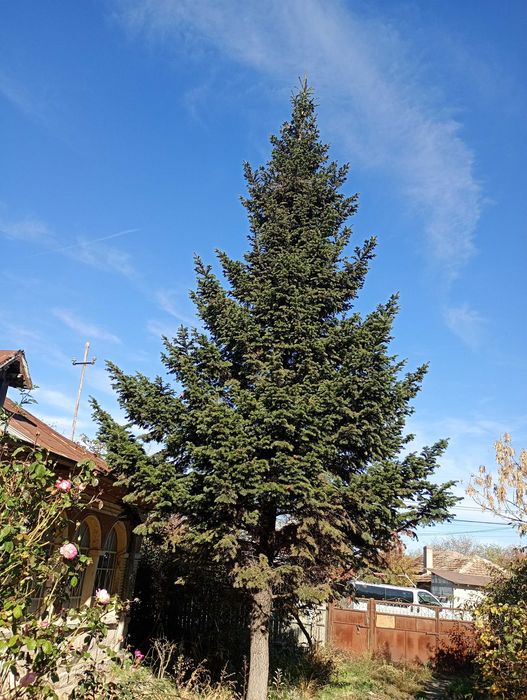 Brad natural de sărbători