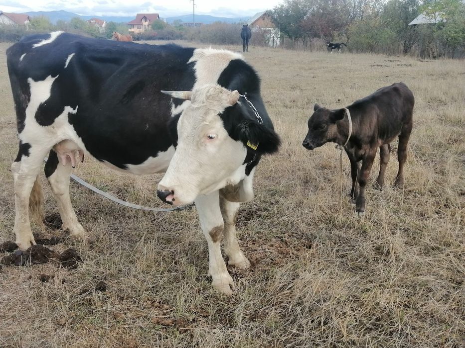 Vând vaci și vițele
