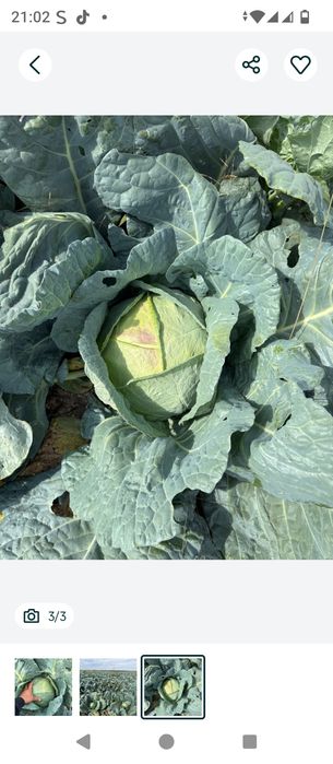 Vând varză de toamnă