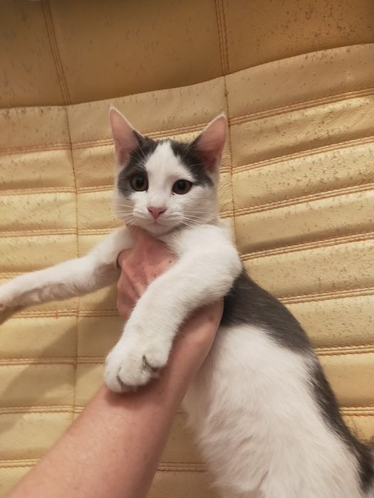Кошка отдам в добрые ,ответственные руки .