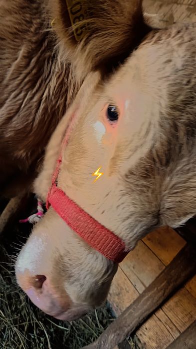 Vând vițel  Angus,undeva la 300 de kilograme