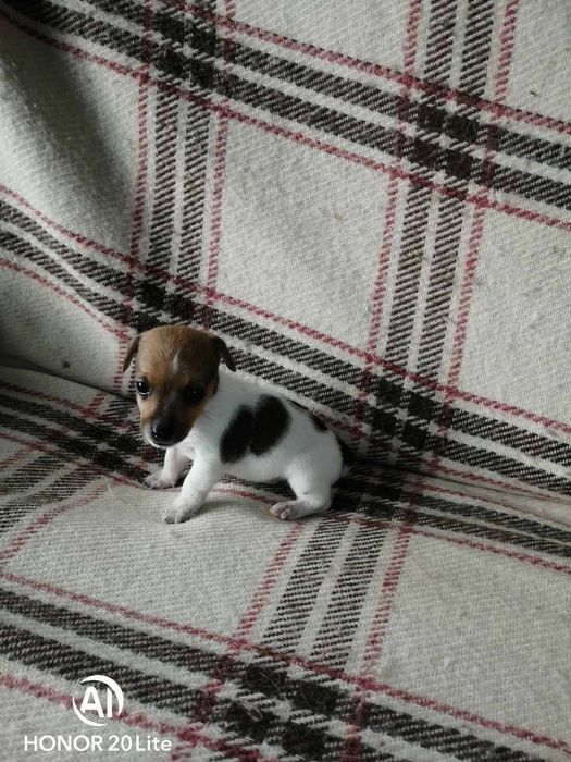 Продавам малки джак ръсел териери