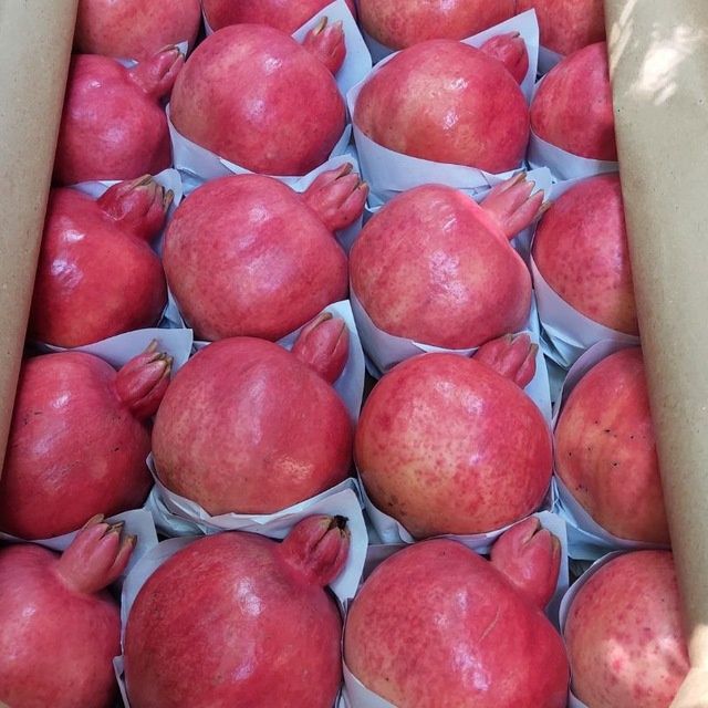 Мевали дарахтлар кучатлари.