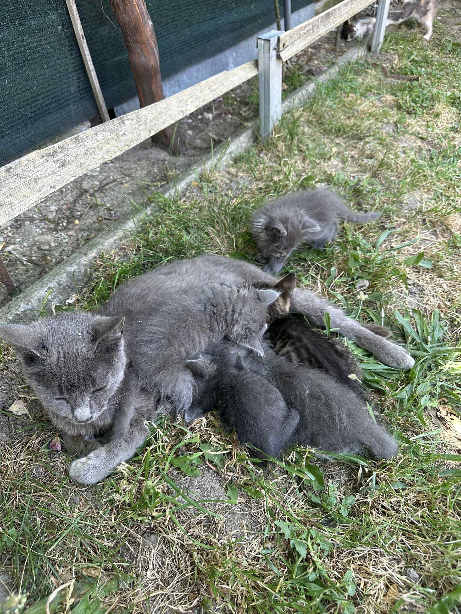 Подарявам котета